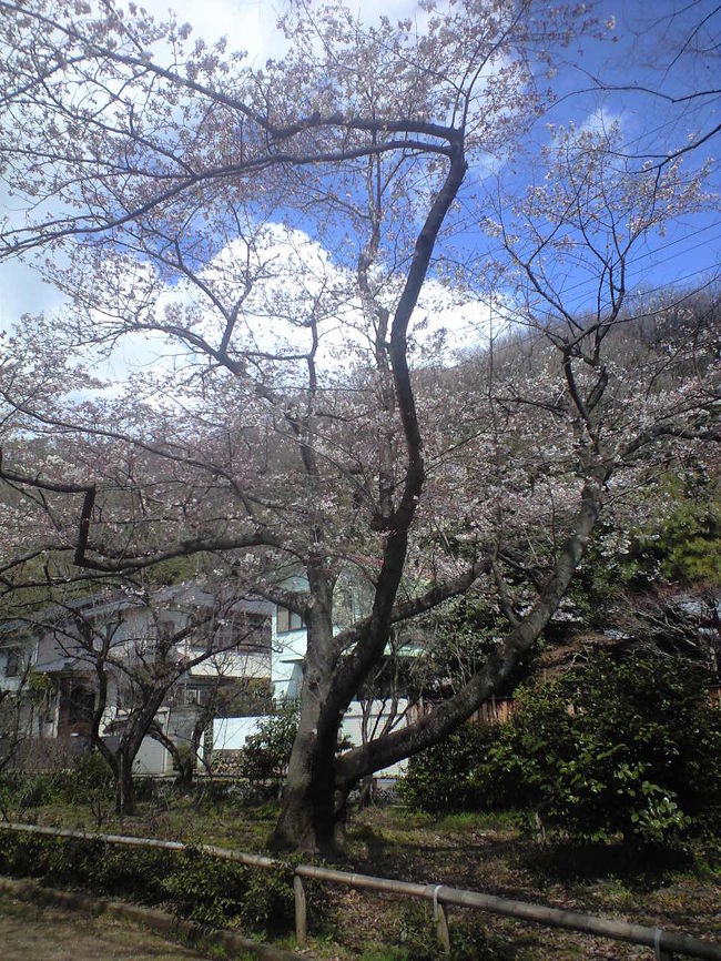 ２０１０年の桜その３。<br />この公園、桜もあったんだ！新たな発見。
