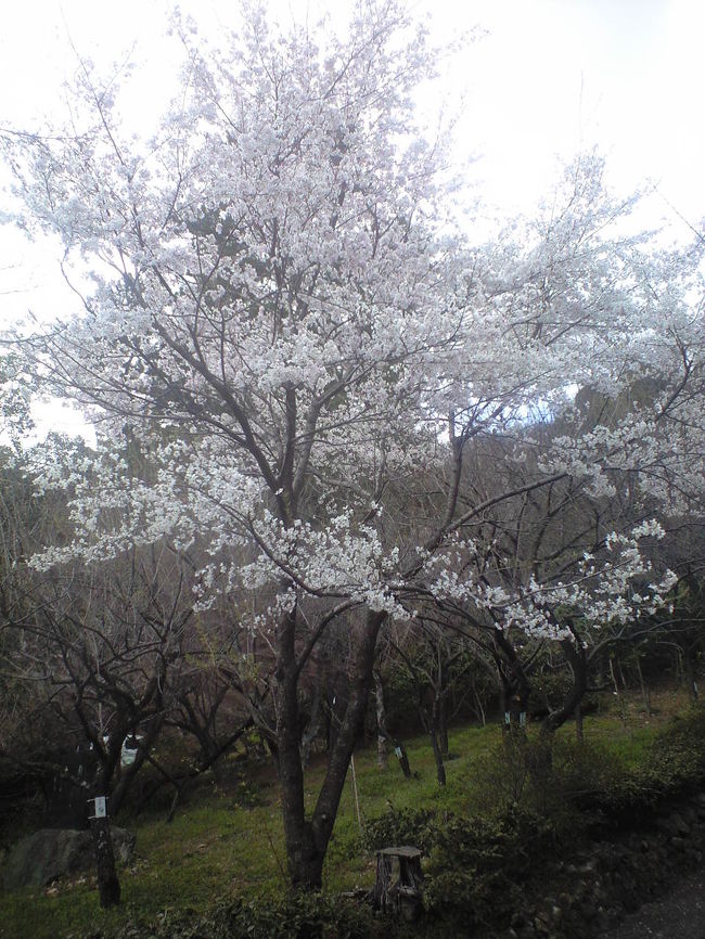 桜の本数は少ないものの、現在満開です。