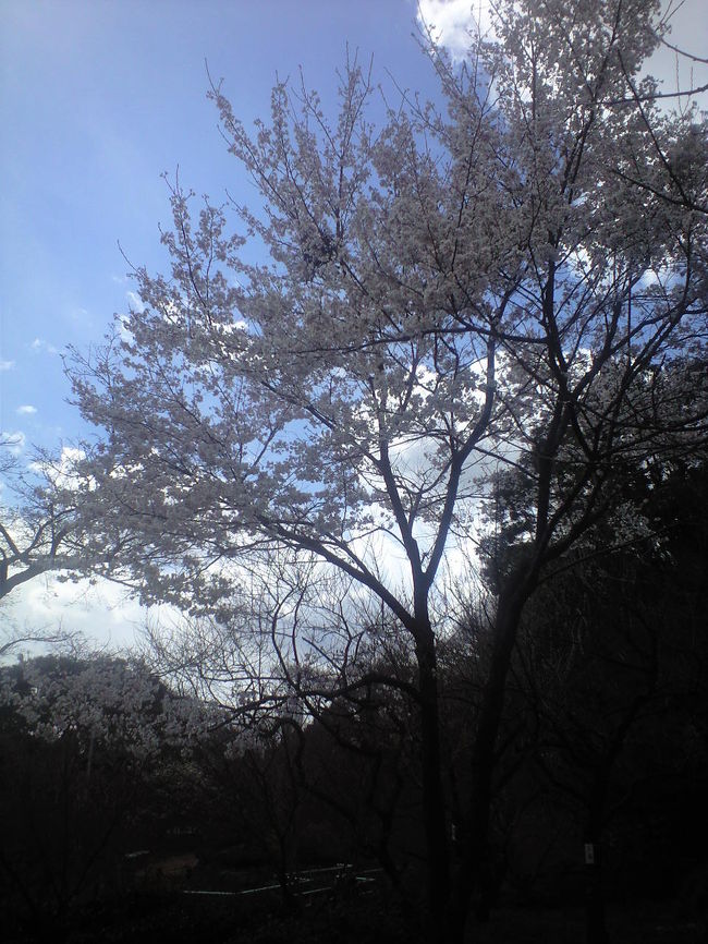 満開の桜の下で、、、。今年のお花見第三段だわ♪