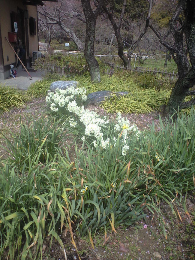 管理事務所の脇には、水仙も咲いていました。春が一杯だー。