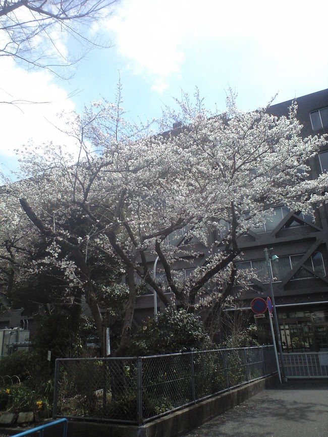 近くの金竜公園の一本桜も満開でした。<br /><br />