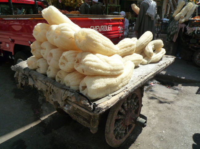 ヘチマのようである。