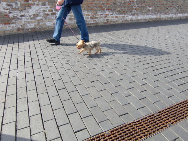 わんこが目の前をお散歩中。