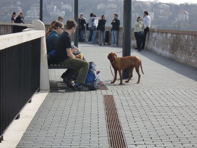 こちらのわんこは休憩中。
