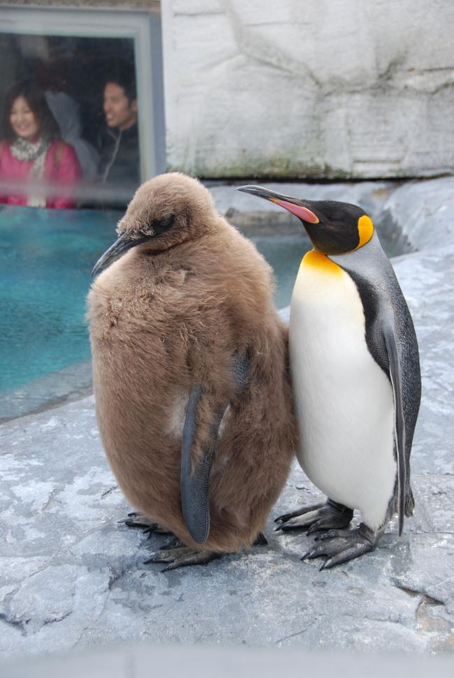 旭山動物園とペンギンの散歩 旭川 北海道 の旅行記 ブログ By じゃが さん フォートラベル