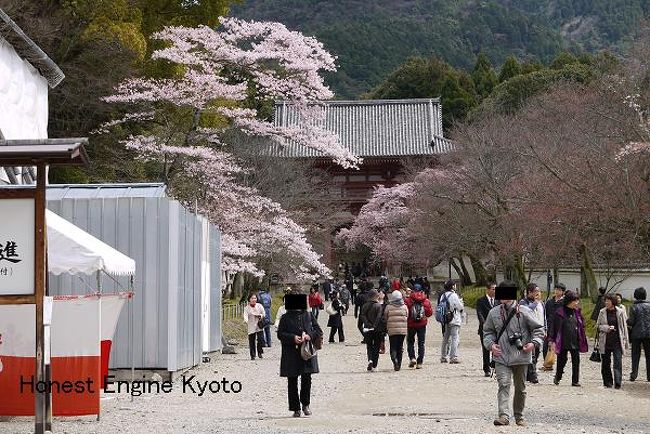 総門から西大門を見た桜景色。