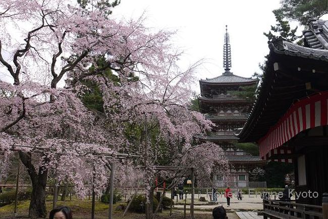 国宝の五重の塔と桜景色。