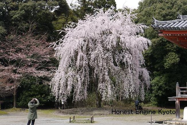 金堂の脇に咲いている、枝垂れ桜。<br />物凄くきれいに咲いていました。