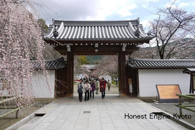 ここ数日の京都は寒かったですが、醍醐は山手にありますので、市内より肌寒かったです。<br /><br />桜は五分から七分咲きぐらいでした。