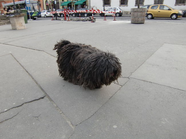 もしかして、ハンガリアンウォータードッグ？？