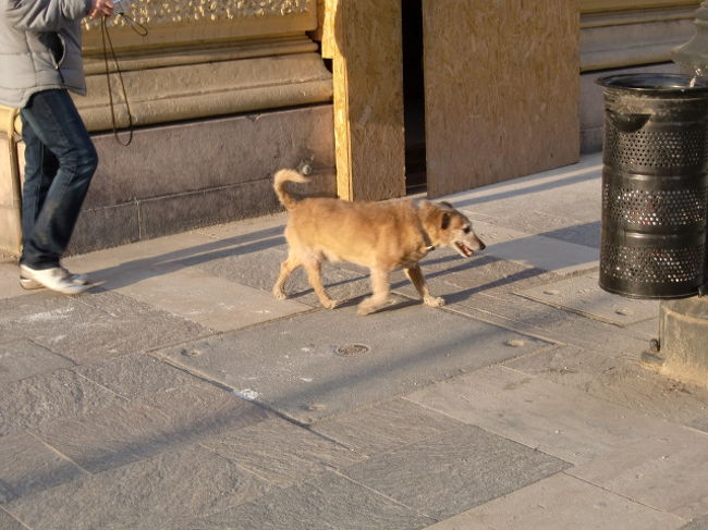 ちょこちょこ動き回っていました。