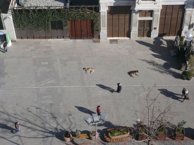 下見たら犬が寝てました。