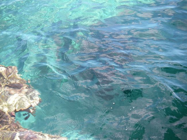 乾季で晴れの日は透明度５０Mともいわれているロタ。<br /><br />とりあえずそんなに深くないところでシュノーケリング。<br /><br />わたしはこの瞬間のためにセットを買ったのに、ホテルに置いて来てしまうという大失態を犯してしまった。<br />おやつのピーナツクリームサンドだけはしっかり持ってきたのに・・・・ショック<br /><br />でも、カメラが防水カメラなので、水中の様子はカメラ越しに見るって手もアル