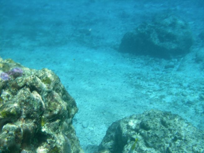 それにしても、あんなに魚がいたのに、こんなにもシャッターチャンスを逃しているなんて。写真を撮るタイミングの悪さについてはむしろ才能を感じる。