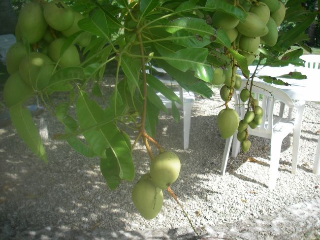 マンゴーが・・<br /><br />一個くらいたべたかったなあ<br /><br />海を堪能したので、探検に行くことに。