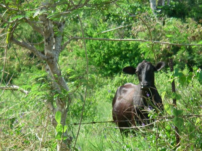 そんな道を戻ろうをしたとき<br /><br />！！！<br /><br />うし<br /><br />野生のうしが立ちはだかり、脇に移動してくれるまで、緊張しながらじっと待った。<br />移動してくれたあともこちらを眺めていた。<br />立ちはだかった図を撮りたかったが運転していた＆恐怖でそれどころじゃなかったのよね<br />いやービビリました。