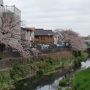 横浜大岡川桜プロムナード　平成２２年