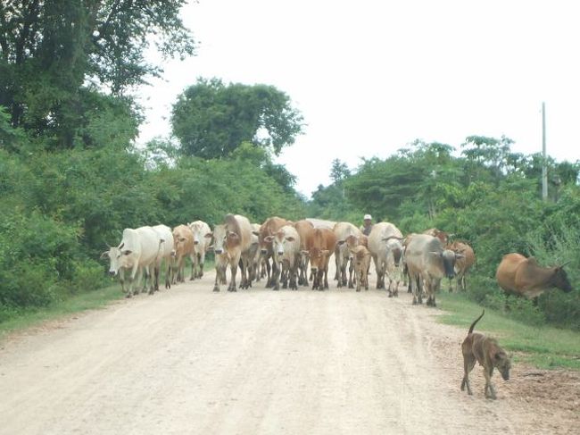カンボジアの風物詩。