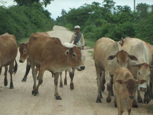 おいお〜い。　たまにこんなことになる。朝８時前後、夕方５時前後が牛さんたちの通勤時間。その時間を避けて、移動するのが一番だけど、そうも言ってられない。