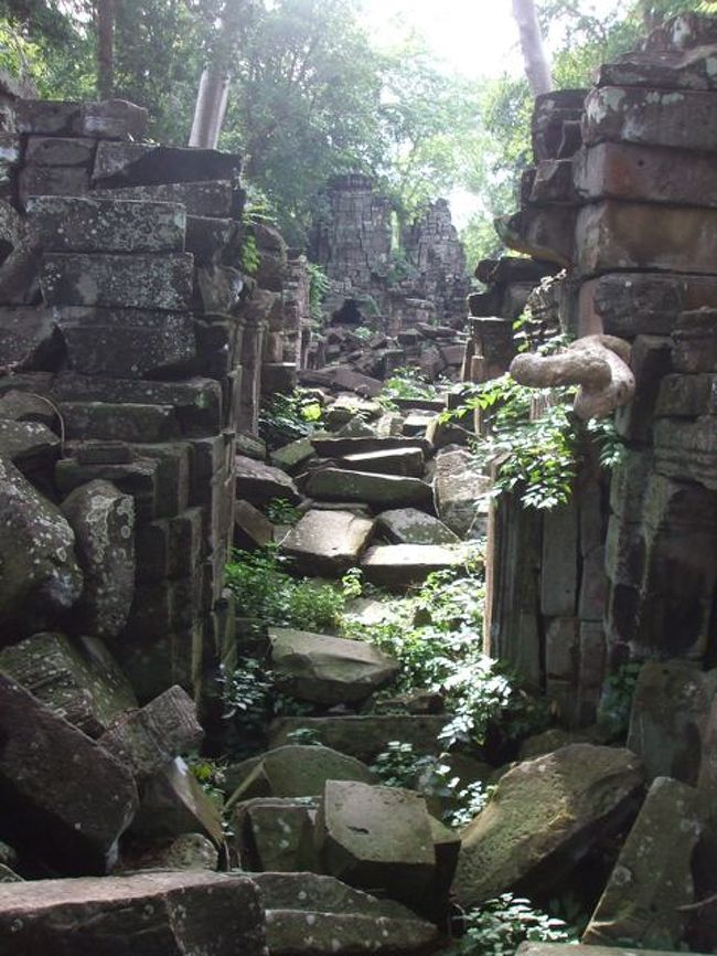 内部は木々に覆い尽くされている。