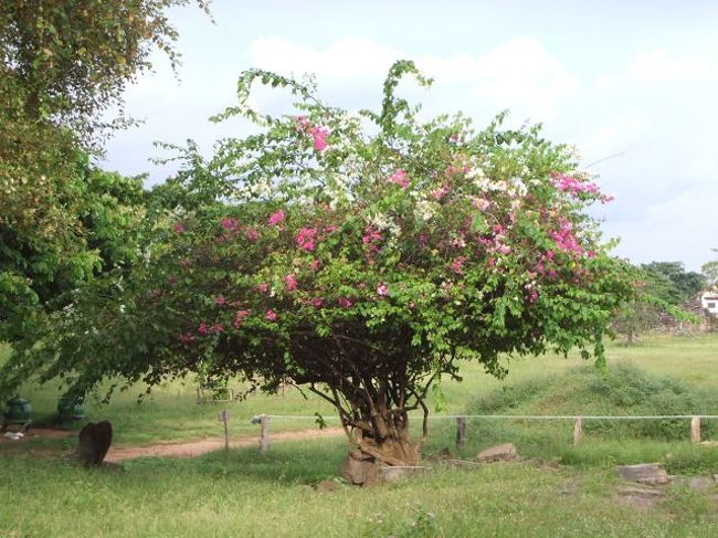 遺跡の前のブーゲンビリヤ。以前はすぐ近所に『地雷危険』のマークがいっぱいあった。今回は、１つも見なかった。<br /><br />ちなみにここからは、東に伸びる泥道を通ってシェムリの方に抜けられるけれど、道が酷く時間がかかるので、シソポンまで戻った方がベター。