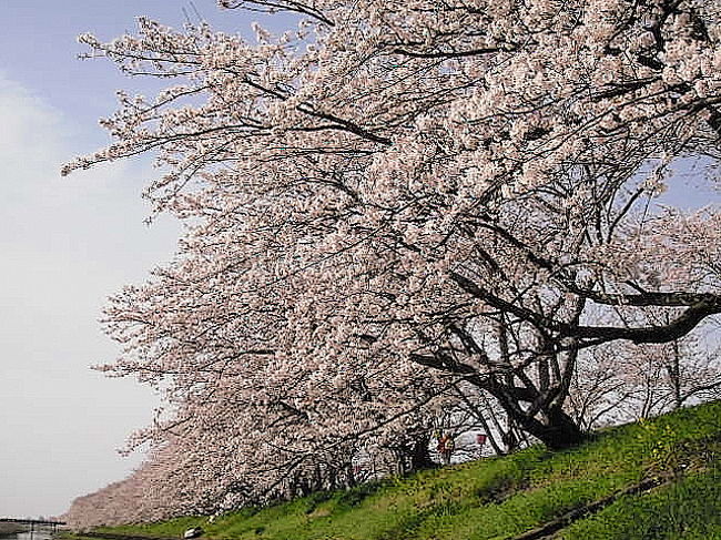 墨俣一夜城址 犀川堤 桜まつり 岐阜県の旅行記 ブログ By たけしさん フォートラベル 墨俣一夜城址 犀川堤 桜まつり 岐阜県の旅行記 ブログ By たけしさん フォートラベル