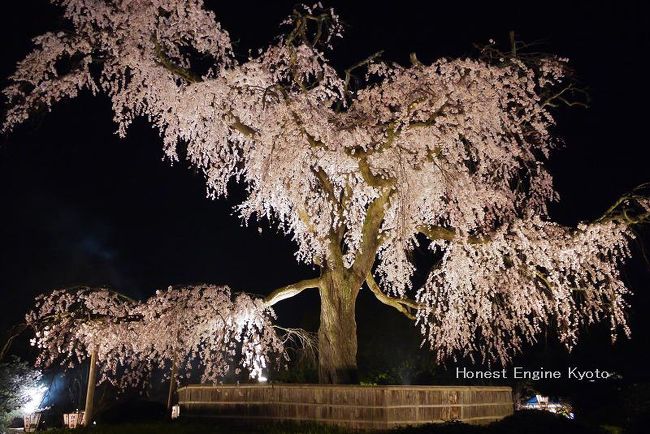しだれ桜です。