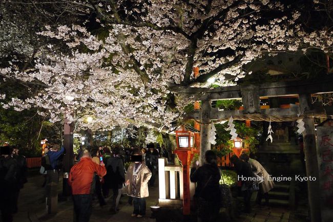 辰巳大明神の夜桜です。