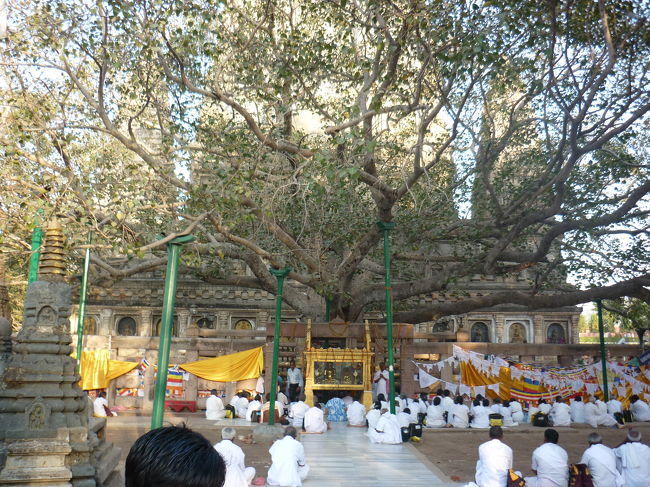 とりあえず　パトナーからバスでブッダガヤーに行きました。<br /><br />本当はバラナシに行きたかったのですが、バスは無く<br />列車も取れませんでした。<br /><br />この写真は仏陀が悟りを開いた場所にある菩提樹です。<br /><br />この後に「破天」という一人の日本人仏教徒の本を読んで、この聖地をヒンドゥー教徒から仏教徒の手に取り返す為に、大変な苦労があった事を知りました。<br /><br />イスラエルもそうですが、場所、土地にこだわるのは何故なのでしょう？