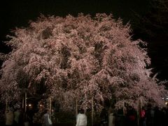 六義園 しだれ桜 