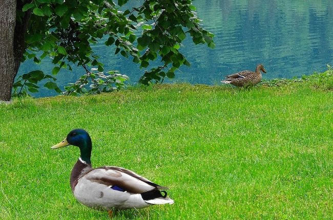 カモも　ブレッド湖のほとりでのんびりと・・・逃げません 