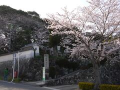 亀山市和田町　『石上寺 (せきじょうじ）』

旧東海道沿いです。
8割程の開花でした。