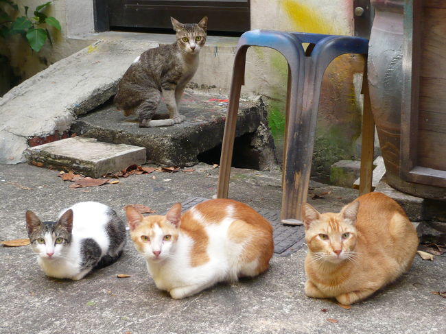 妹との待ち合わせがうまくいかず、<br />宿に着いたのは3時過ぎ・・・<br /><br />そのままぐったりおやすみなさい。<br /><br />みなさんお揃いで。<br /><br />野良猫？がいっぱいいました！<br />日本ののらちゃんに比べてなんかスマート・・・<br />でも毛艶はいいんです。