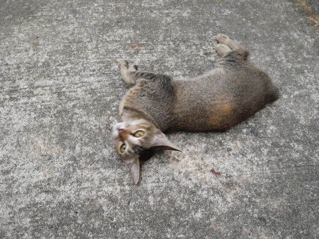 ん？なにかご用?