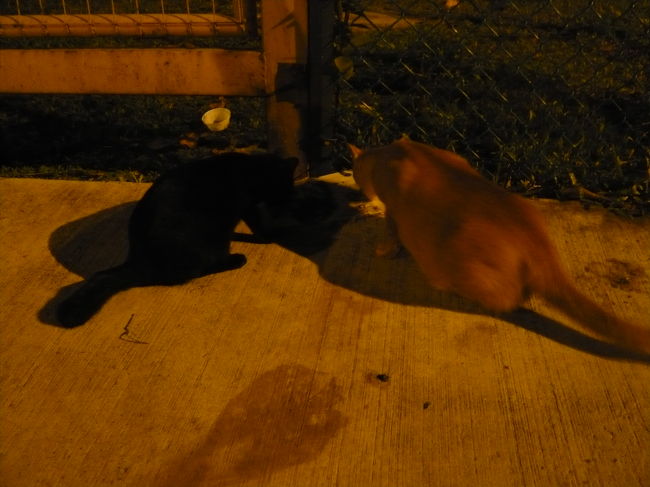 ガツガツ<br />食事中だから邪魔しないでっ