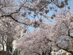 向島百花園方面へ

街路樹もずっと桜でした