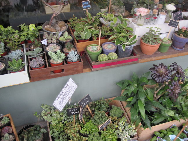 景福宮の「建春門」辺りの<br />鉢植え屋さんの店先。。。