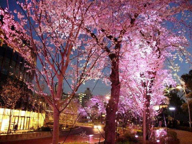 夜桜 夜桜ライトアップ 六本木ミッドタウン』六本木(東京)の旅行記