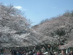 上野公園は桜が満開。人でも満開。
