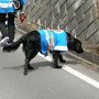 2010年4月青春１８切符のたび　その２　７年に１度の御柱祭下社山出し　＆　松本城夜桜