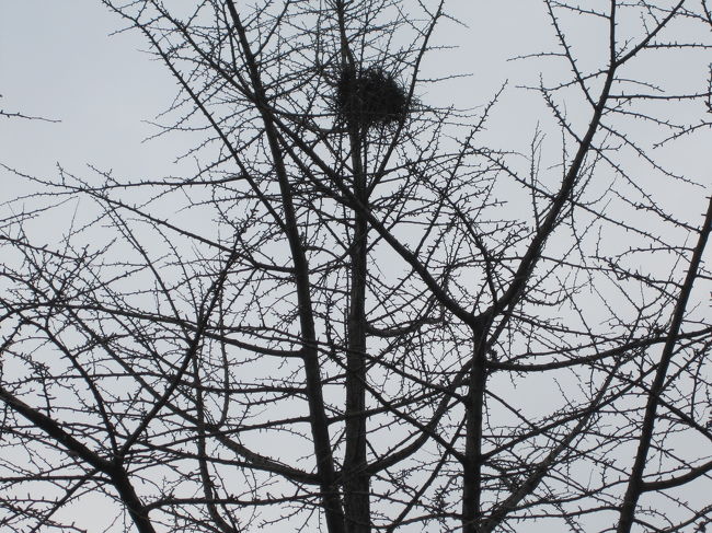 鳥の巣ですね〜<br />あちこちで見かけます。