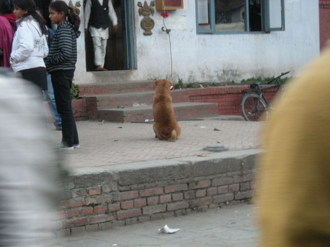 刑務所の前でご主人を待つ犬。