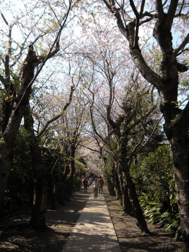 極楽寺も桜がキレイなお寺です。