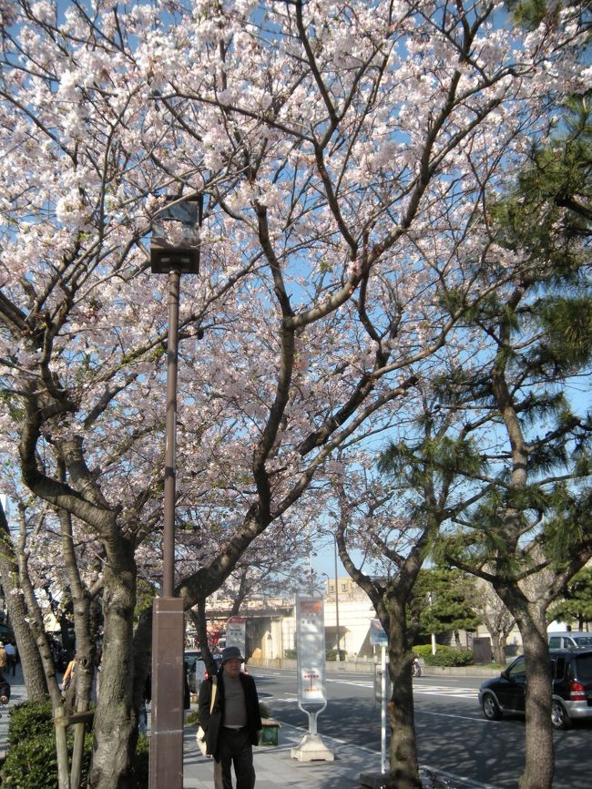 道路沿いの桜はまだきれいです。