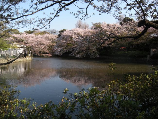 桜の八幡宮です。<br />華やかです。