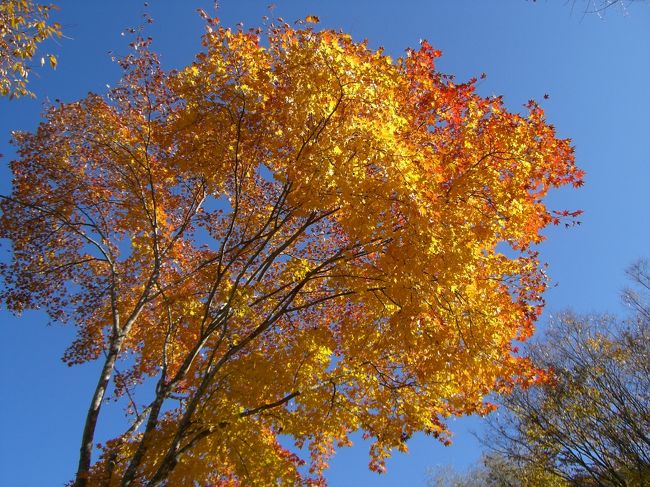 こちらは金色に輝いています。