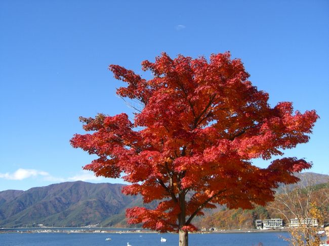 こちらは真っ赤に紅葉しています。
