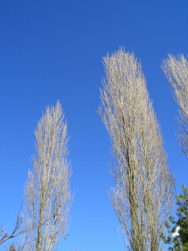 天気が良くて、空が真っ青。キレイです。