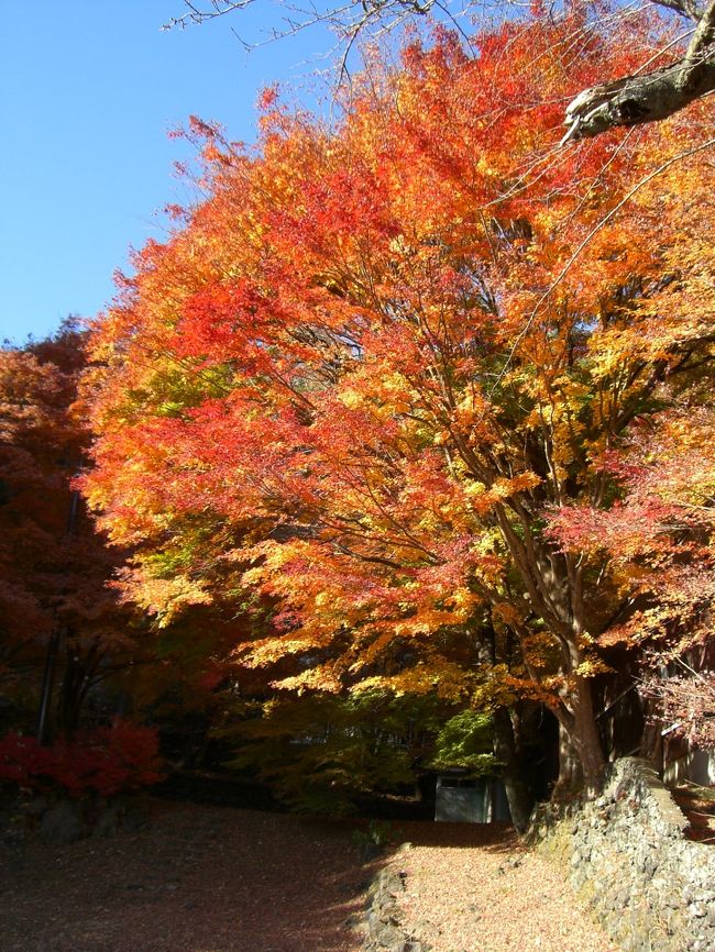 紅葉のじゅうたんができています。