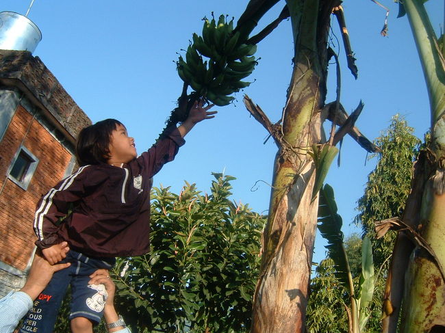 ホテルお庭には、そーら、バナナだよ。